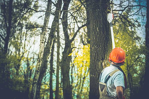 How Our Tree Care Process Works  in  Washington, DC